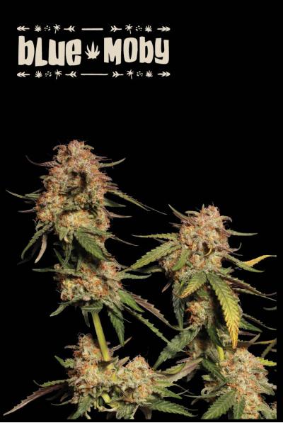 Humboldt x Seedstockers Blue Moby Reg.