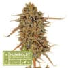 Humboldt x Seedstockers Thunder Banana Reg.