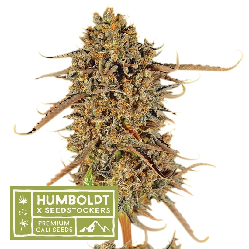 Humboldt x Seedstockers Thunder Banana Reg.