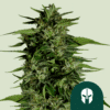 Hyperion F1 Auto