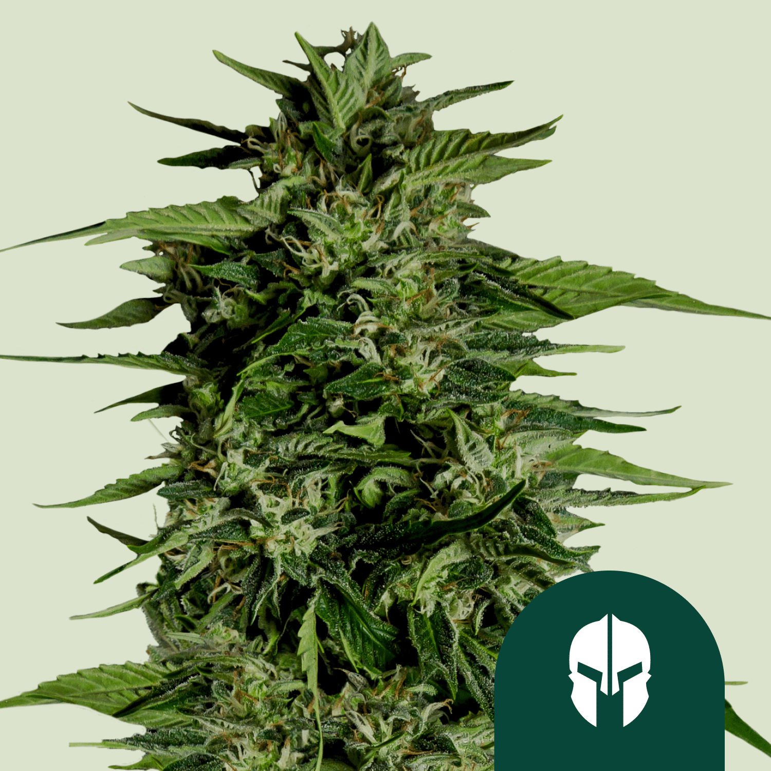 Hyperion F1 Auto