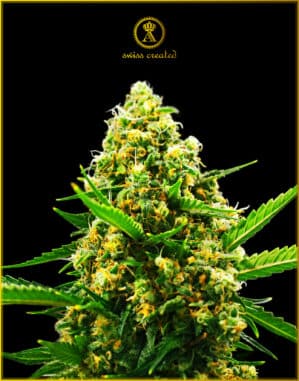 Hypnotic Auto