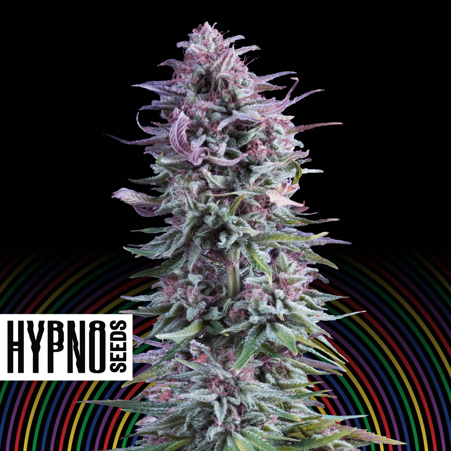 Hypno Zkittlez