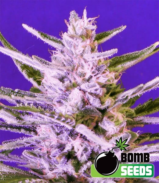 Ice Bomb