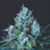 Ice Cream (Pyramid Seeds)