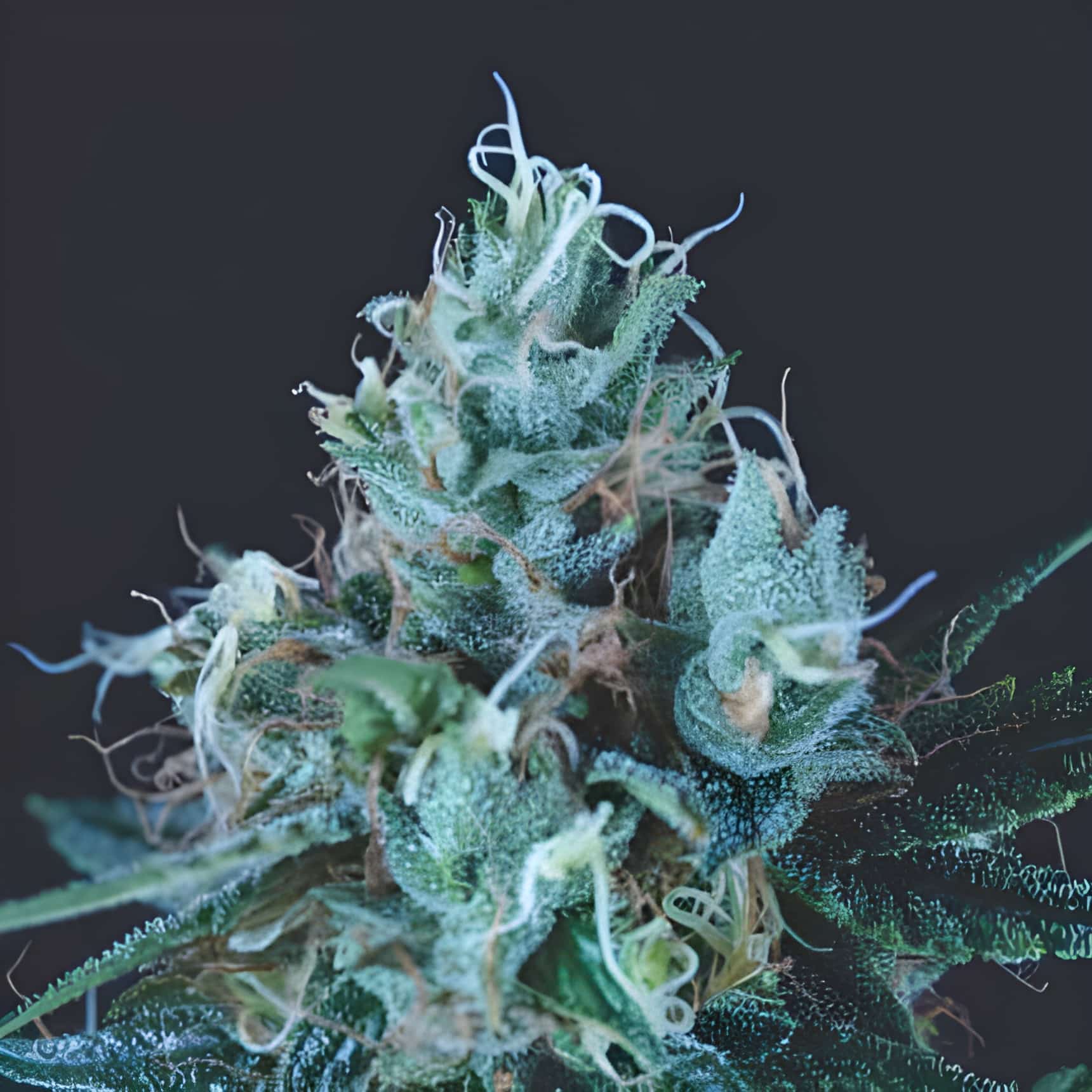 Ice Cream (Pyramid Seeds)