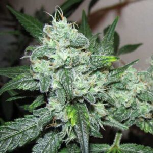 Ice (Nirvana Seeds)