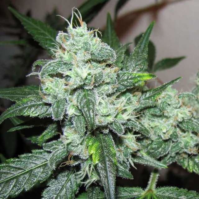 Ice (Nirvana Seeds)