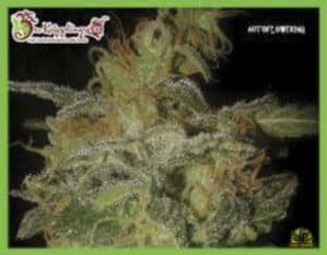 Incredible Bulk Auto
