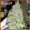 Incredible Bulk CBD