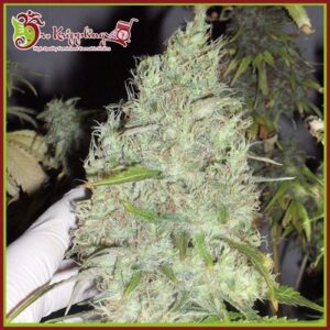 Incredible Bulk CBD