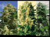 Indica Collection (Positronics Seeds)