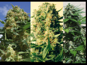 Indica Collection (Positronics Seeds)