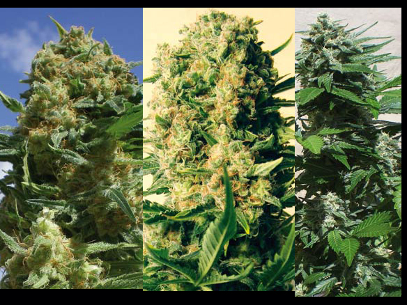 Indica Collection (Positronics Seeds)
