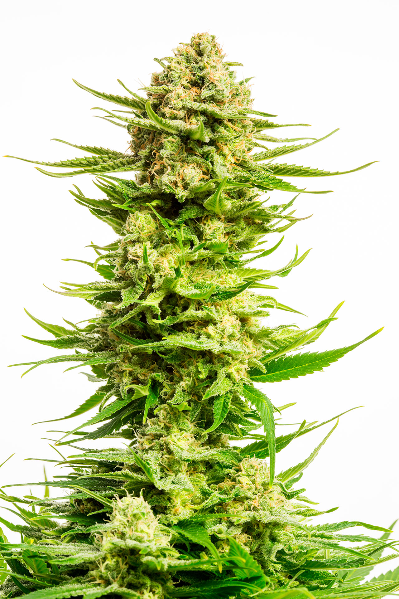 Indica Cream