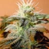 Indoor Mix (Female Seeds)