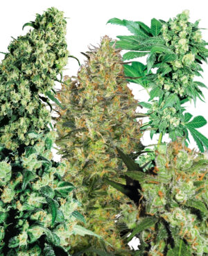Indoor Mix Reg. (Sensi Seeds)