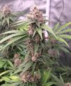 Island Punch Auto