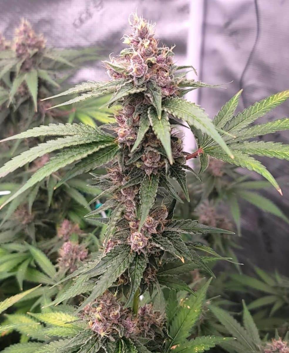 Island Punch Auto