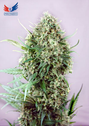 Jack Diesel Sativa