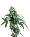 Jack Flash reg.