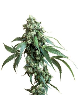 Jack Flash reg.