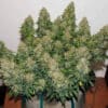 Jack Frost Widow Auto (Monkey Genetics)