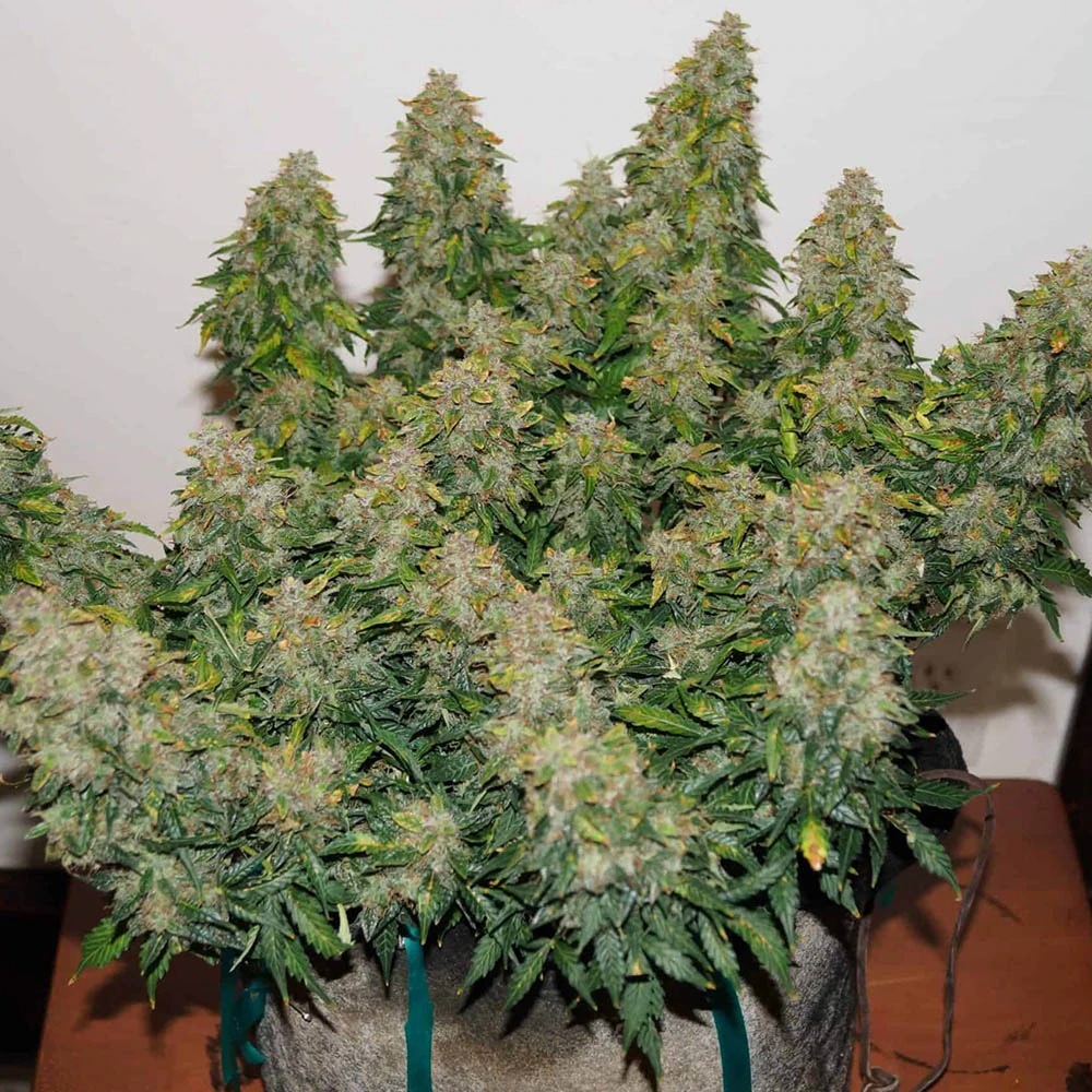 Jack Frost Widow Auto (Monkey Genetics)