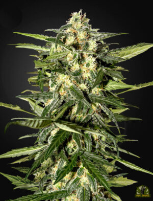 Jack Herer Auto (Green House Seed)