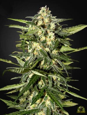 Jack Herer Auto (Green House Seed)
