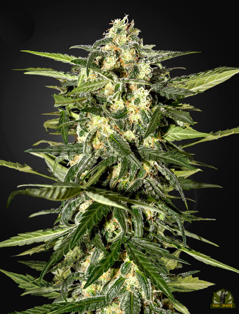 Jack Herer Auto (Green House Seed)