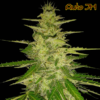 Jack Herer Auto (Original Sensible seeds)