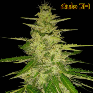 Jack Herer Auto (Original Sensible seeds)