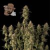 Jack Herer Auto (Seedsman)