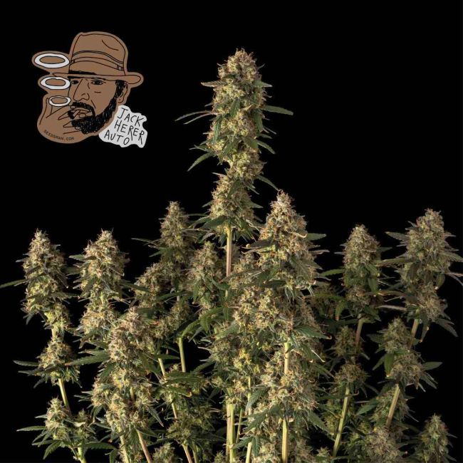 Jack Herer Auto (Seedsman)