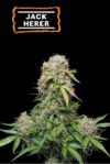 Jack Herer Auto (Seedstockers)
