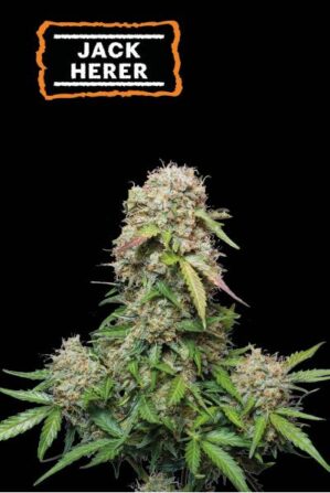 Jack Herer Auto (Seedstockers)