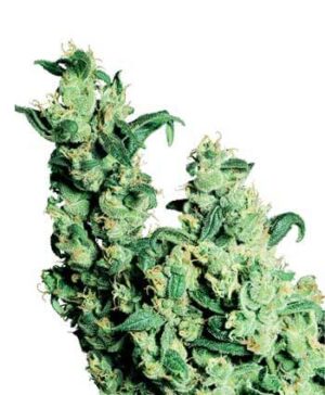 Jack Herer Reg.