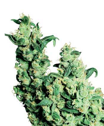Jack Herer Reg.