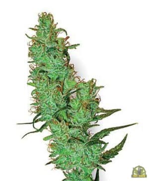 Jack Herer Reg. (White Label Seeds)