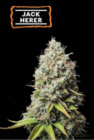 Jack Herer (Seedstockers)