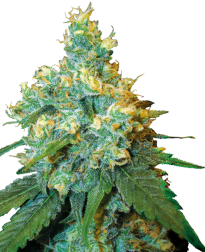 Jack Herer (Sensi Seeds)