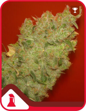 Jack La Mota