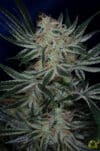 Jack The Ripper