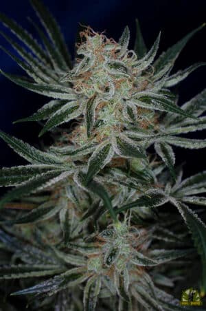 Jack The Ripper
