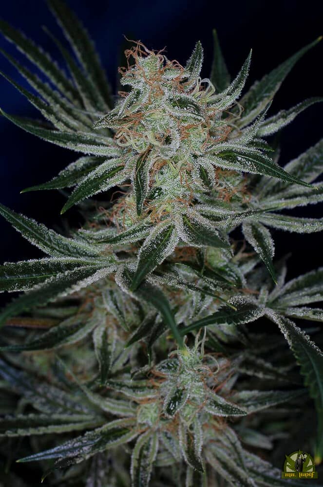 Jack The Ripper