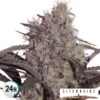 Jack Widow