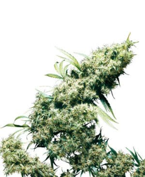 Jamaican Pearl Reg.