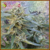 Jamnesia Haze