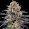 Jealous Mary Auto